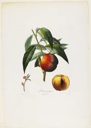 Gul pavia. (Peaches), fra Traite des Arbres Fruitiers, 1807-35 (håndfarget stiplegravering)